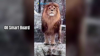 Tableau intelligent 4K pour l'enseignement et les affaires